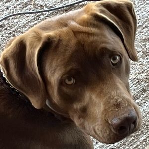 Meet your Posher, Posh